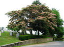 persian  silk tree